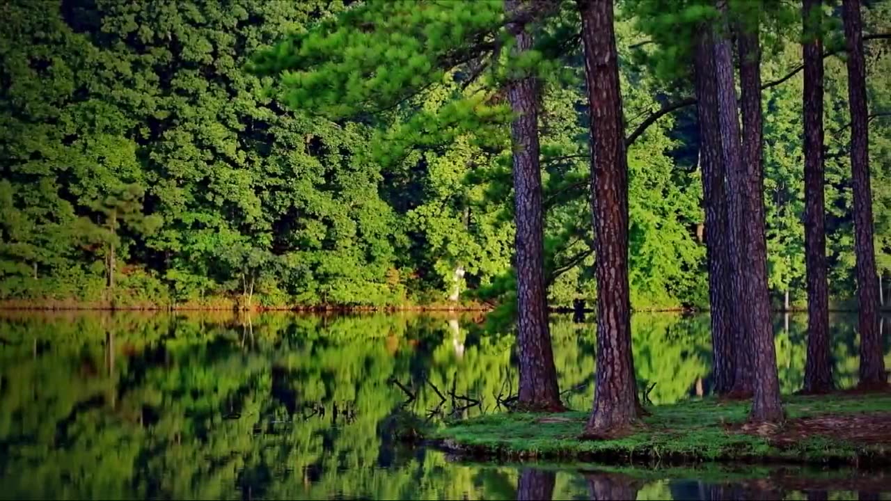 Nature Beautiful short video very best feeling and good seen