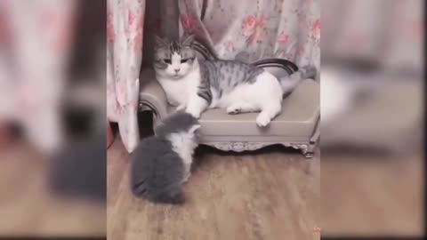 Cat 😺 Comedy Video