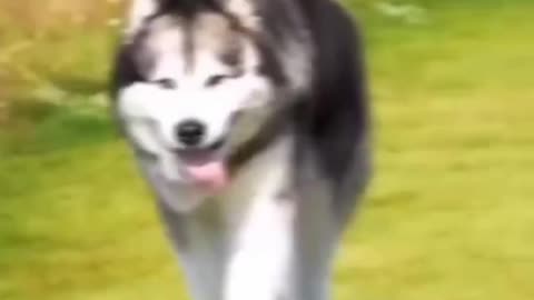 Smart dog are cute and funny 2021