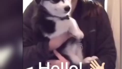 ویدیوهای خنده دار از حیوانات خانگی و کوچولو🐕🐒