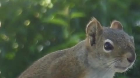 Backyard Squirrel Maze 2022| #short