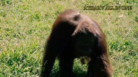 Collection of Wild Animals in 4K