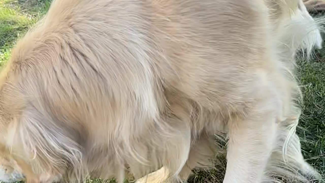 Golden Retrievers Fatality