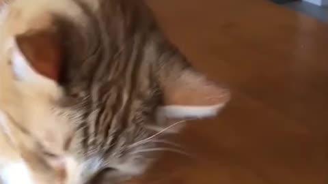 #fun #funny #clip #cat