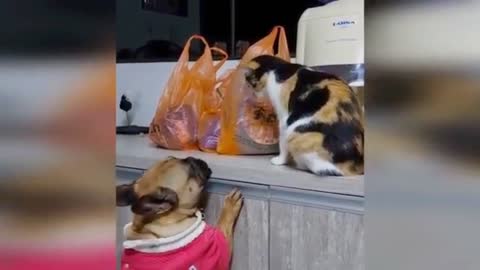 😅Funny cat and dog 🤣 cats dogs funny video