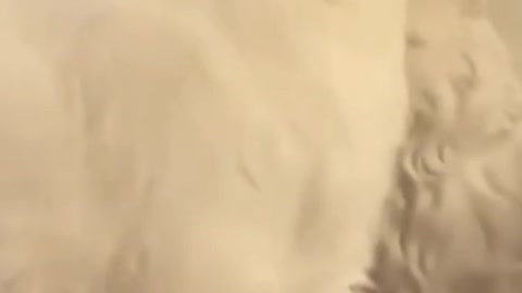 Funny and adorable cat videos