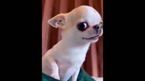 Funny Animal Video