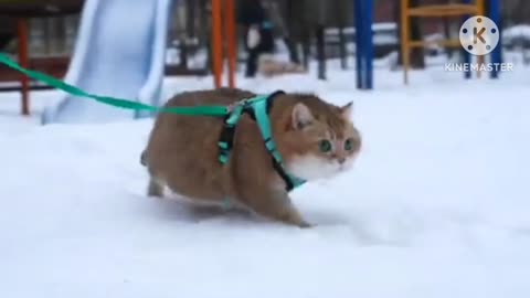 beautiful cat and snow festival