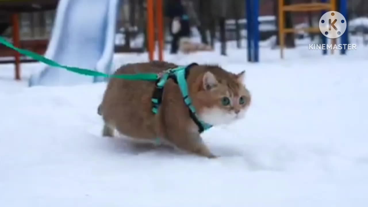 beautiful cat and snow festival