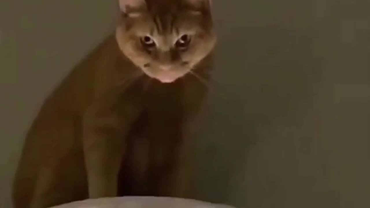 Funny cat/dog video part 1