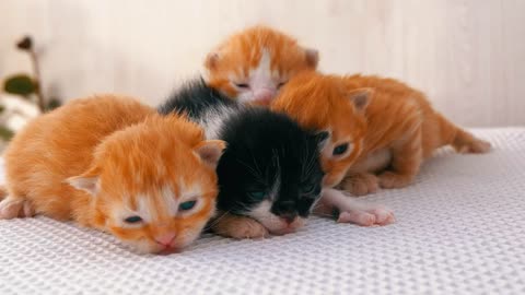 Cute new born kittens are laying With each other