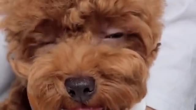 yummy dog