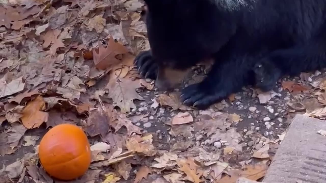 Bear Cub Plays With Pumpkin Beside Door