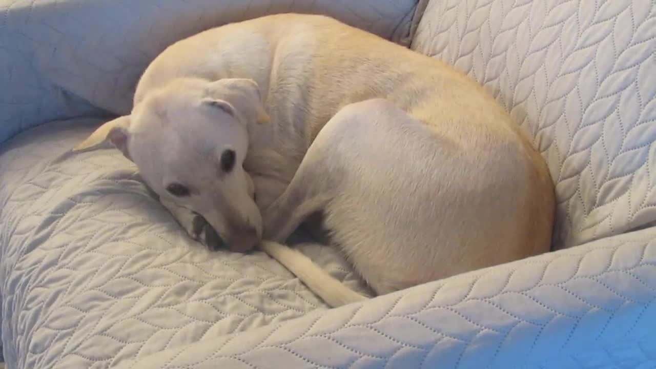 Cute doggy
