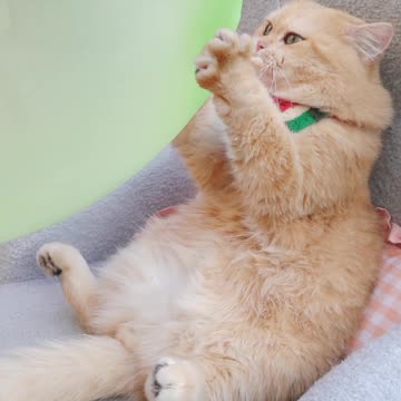 Boom Scared me! Cat Funny Video