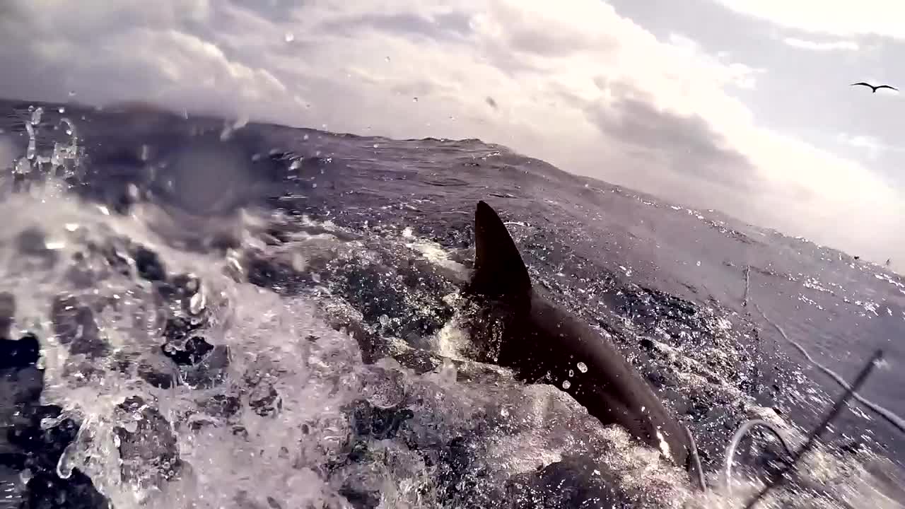 Shark attack on spear fisherman for yellowfin tuna at Ascension Island