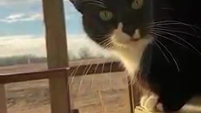 itS a nice kitty place to live ^^,