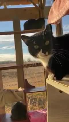 itS a nice kitty place to live ^^,