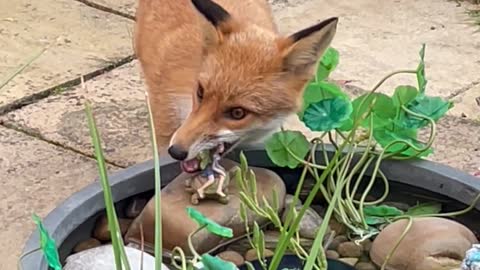 Fox Decides Fairy Statue is Hers