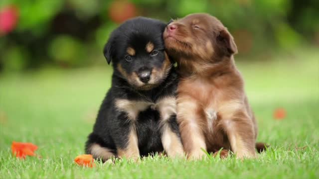 The Cutest Puppies Playing Together!