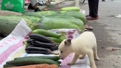 Now The Puppies Also Started Eating Vegetables #shorts #shortvideo#video #virals #videoviral