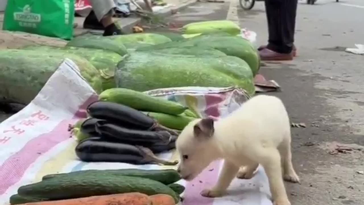 Now The Puppies Also Started Eating Vegetables #shorts #shortvideo#video #virals #videoviral