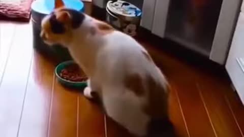 funny cats video 😍🤩