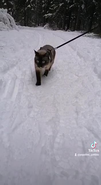 Cat walk