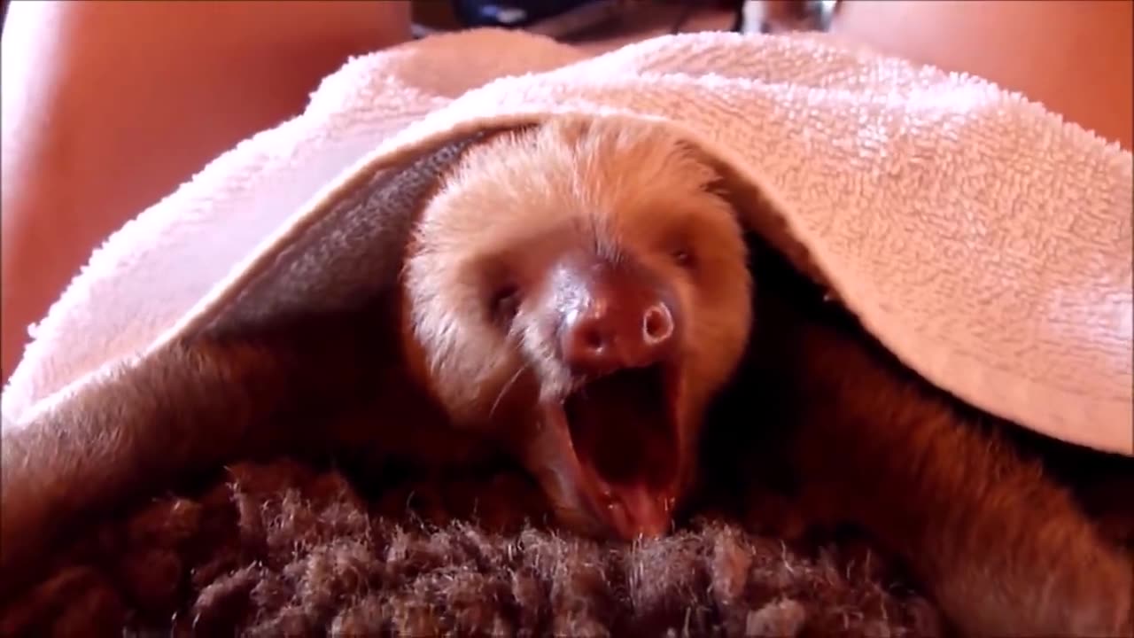Cute baby sloths
