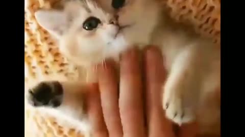 Cute cat