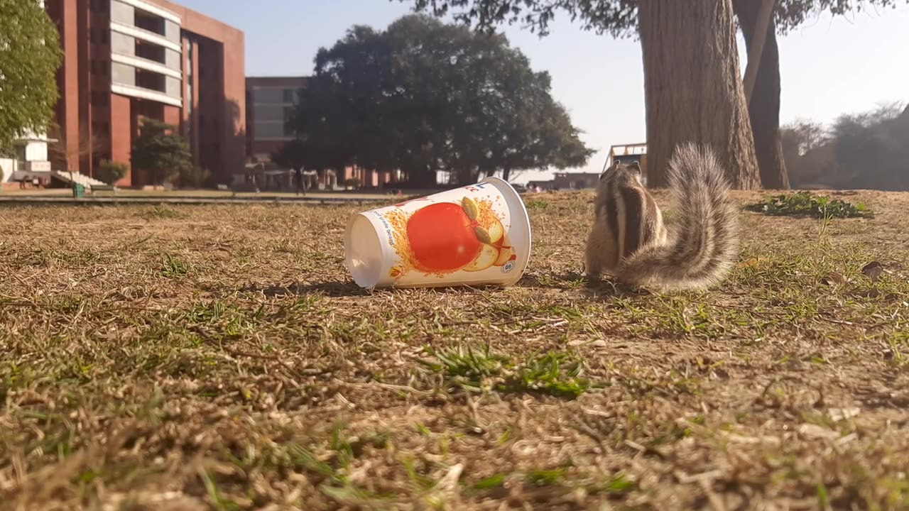 Squirrel getting food from a cup on the ground,,,