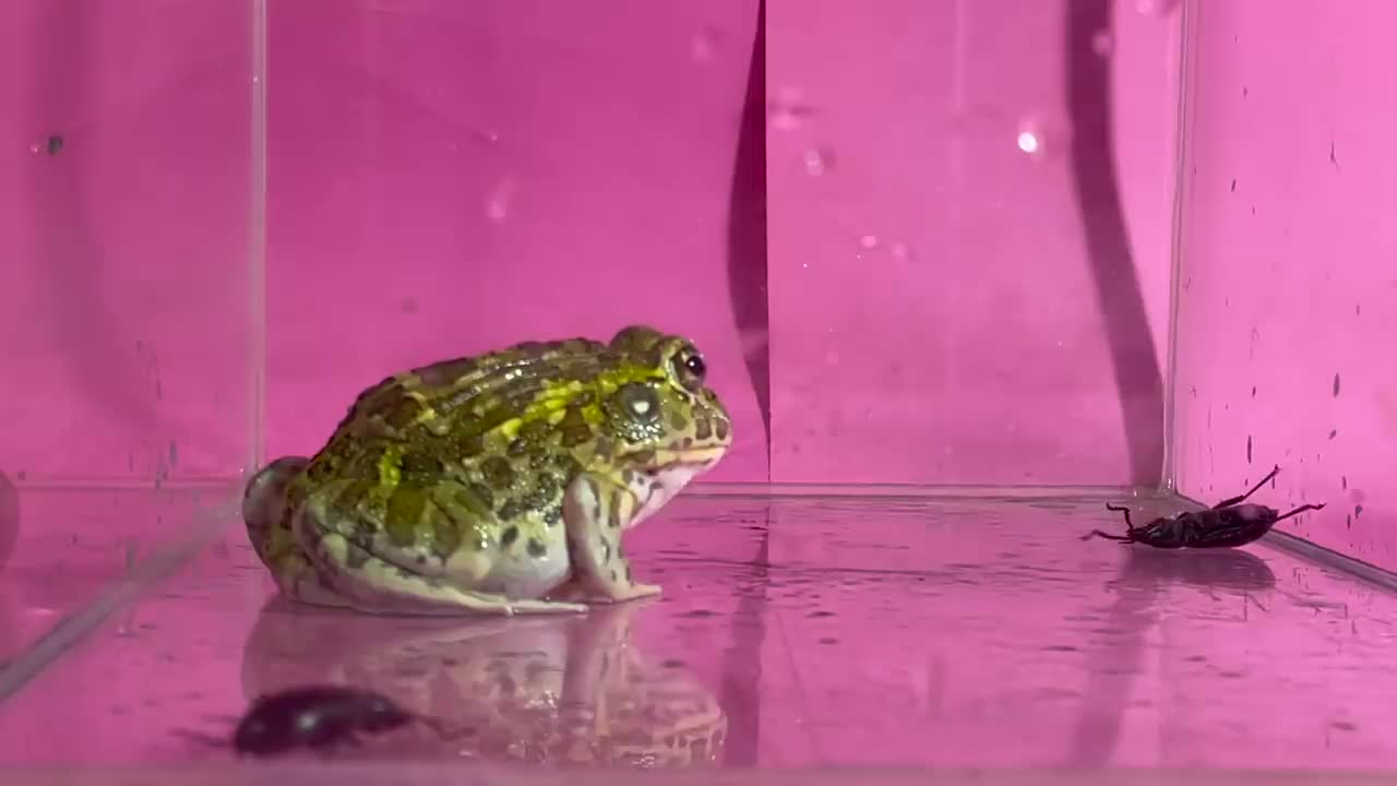 Bullfrog frightened by flatulence bugs【WARNING LIVE FEEDING!!】