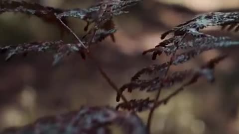 THE TENT | True horror short film