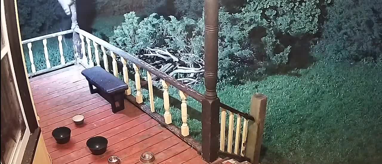 Trespassing Raccoon Falls on Rail While Attempting to Steal Food From Bird Feeder in Porch