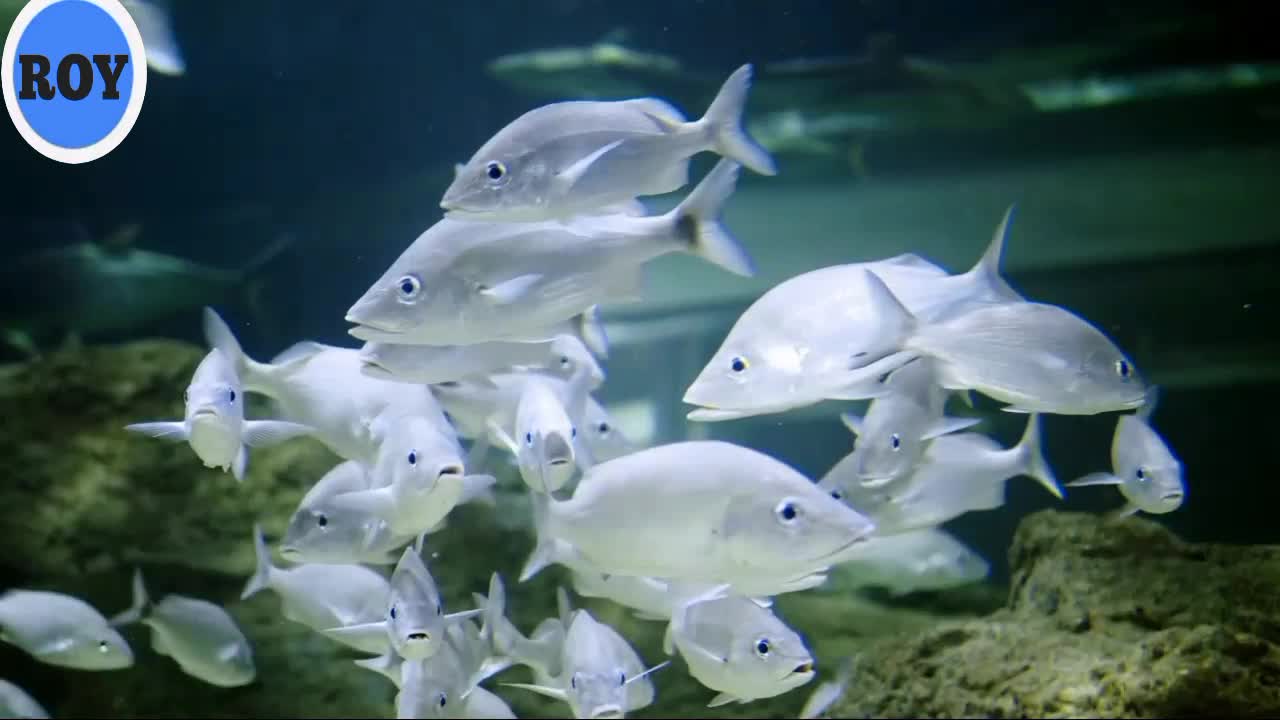 Beautiful Fish Video