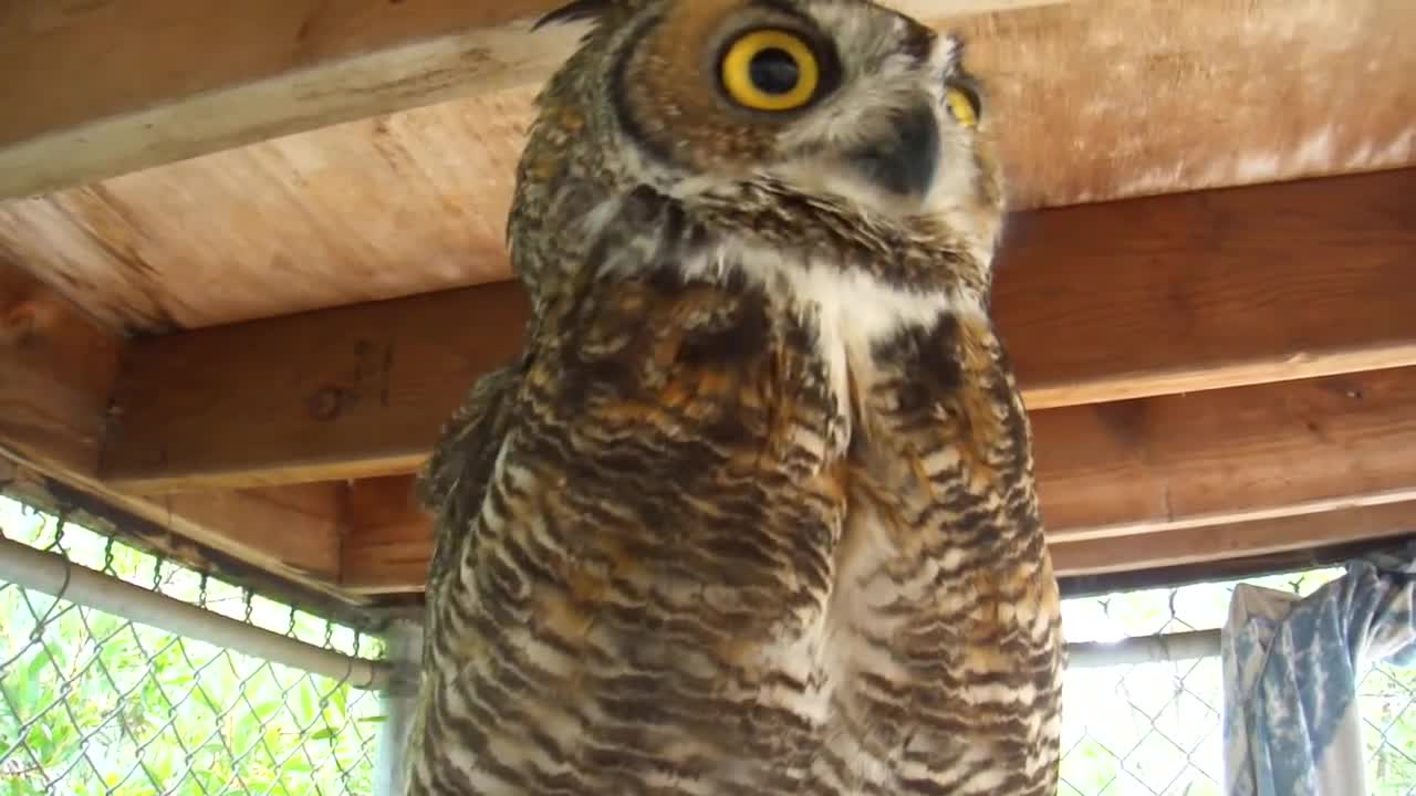 owl bite