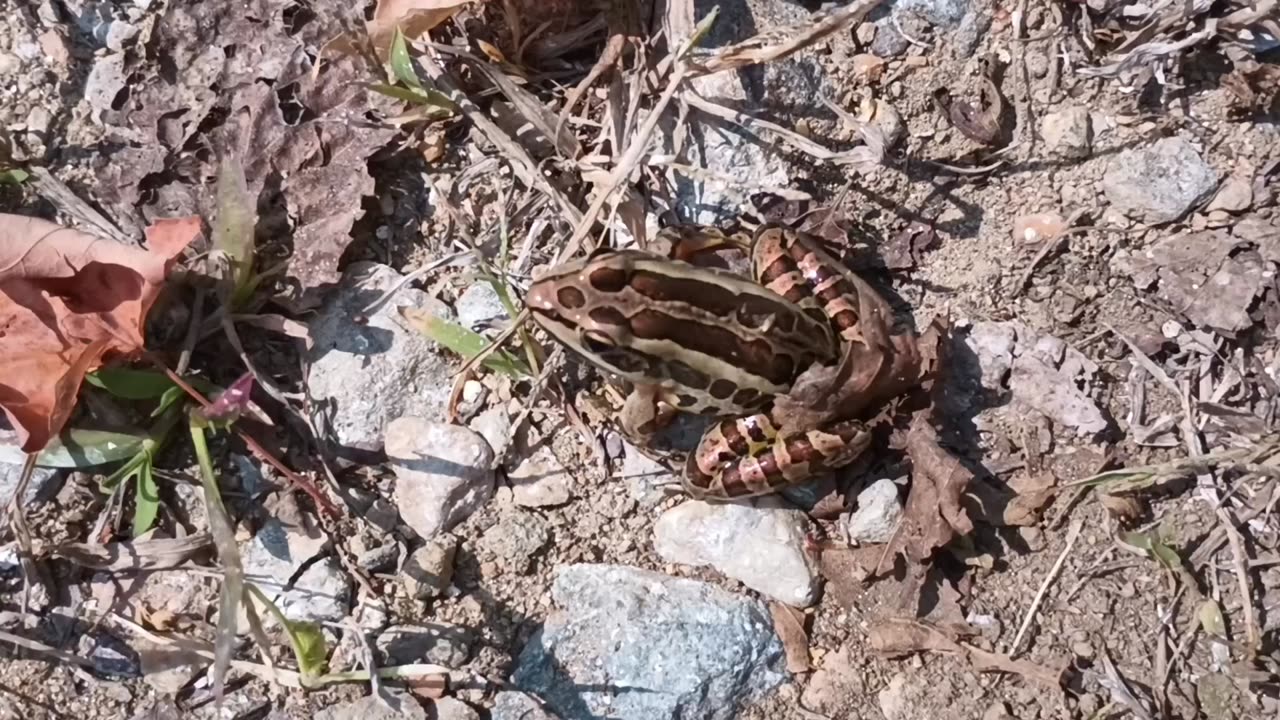 Pickerel frog