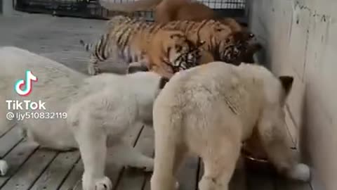 Cute Cubs