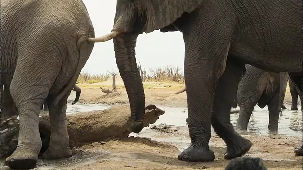 Wild elephant fights | হাতির মারামারি #হাতি #elephant #fighting #reaction #reaction #angry #funny