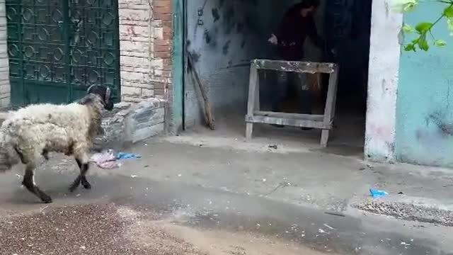 Упертый баран