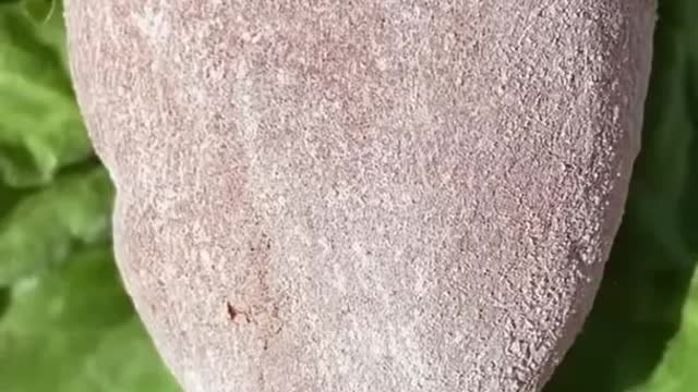 Oddly satisfying video