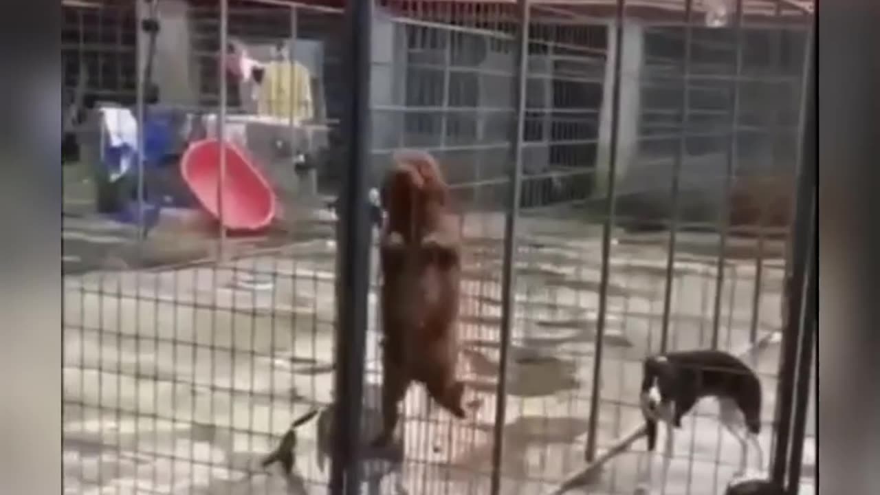 Successful escape