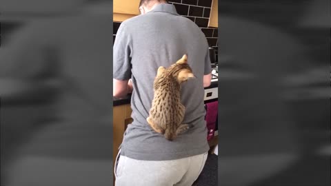 The game of two cats on a man who is working 😂😂