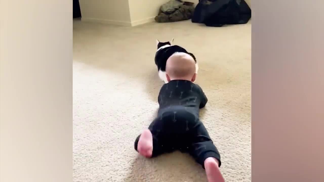 Best video of Cute Babies and Pets - Funny Baby and Pet