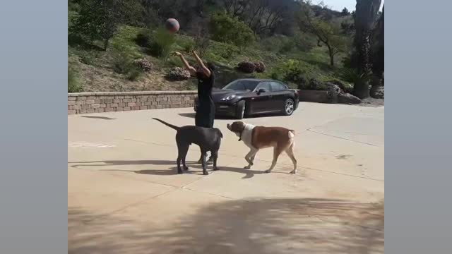 Big Basketball dogs