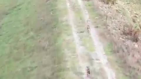 dog hunting rabbit | dog chasing rabbit | run of chase dog and rabbit #trending.