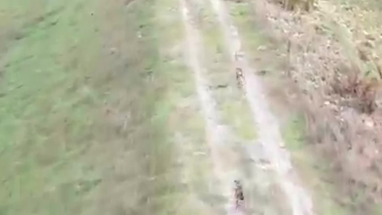 dog hunting rabbit | dog chasing rabbit | run of chase dog and rabbit #trending.