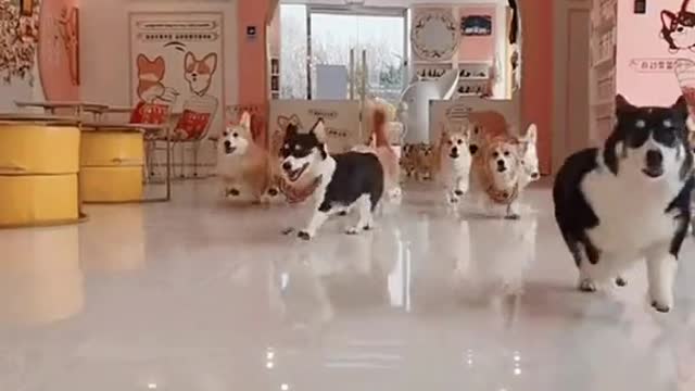 omg so viele welsh 🥰corgis🥰