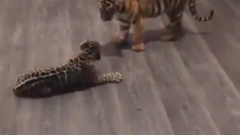 tiger cub and jaguar cub playing