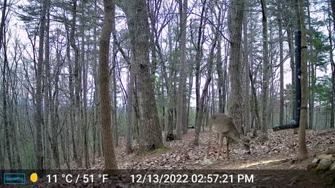 The Woods – 12/14/2022